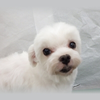 chizu