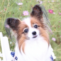papillon