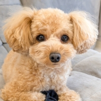 poodle