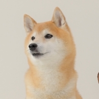 shiba