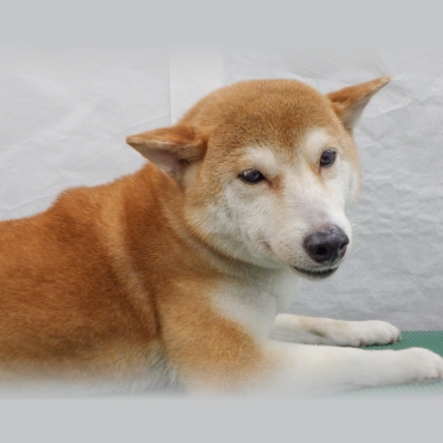 メス